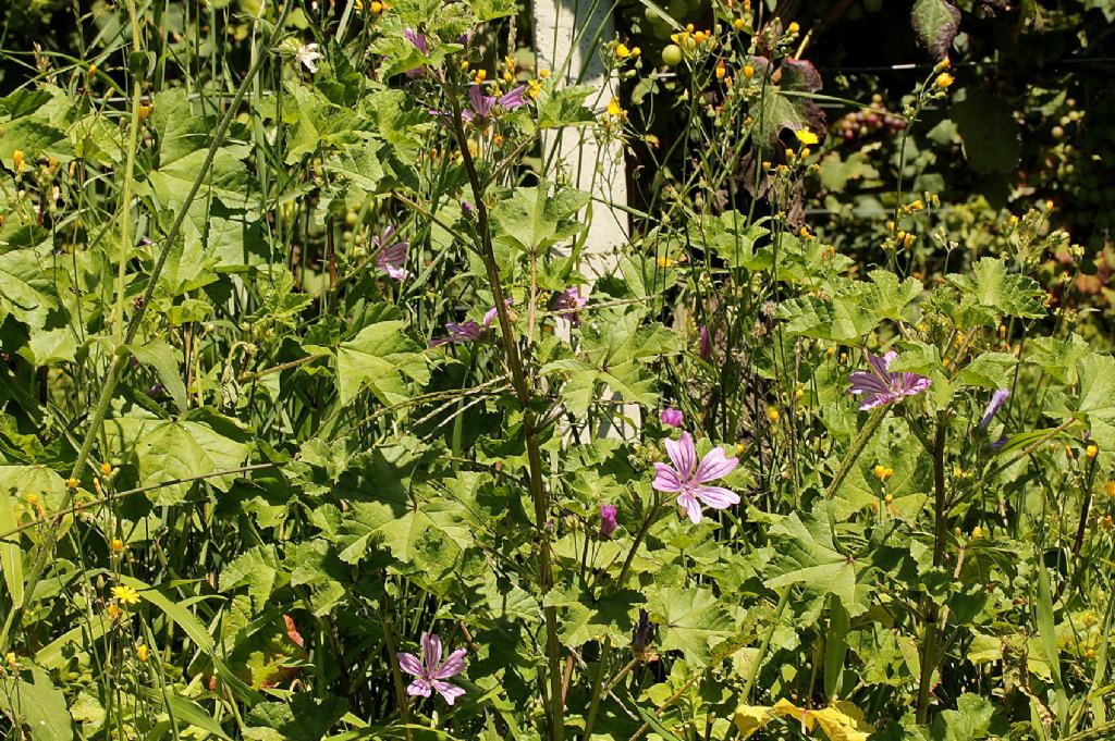 Malva sylvestris / Malva selvatica